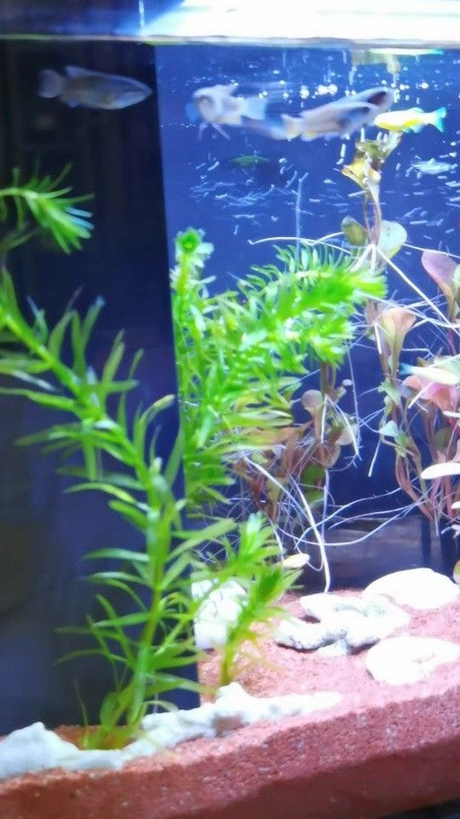 博世龍魚缸價格及圖片及價格
