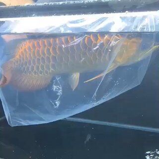 古典金龍魚用什么燈比較好看（養金龍魚用什么燈比較好） 古典金龍魚用什么燈比較好看（養金龍魚用什么燈比較好） 龍魚百科 第3張