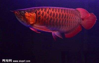 橙紅龍魚與紅龍魚區別（橙紅龍魚與紅龍魚之間的具體區別）