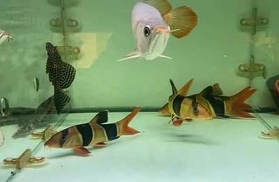 龍魚是否吃鼠魚（龍魚會捕食鼠魚嗎）