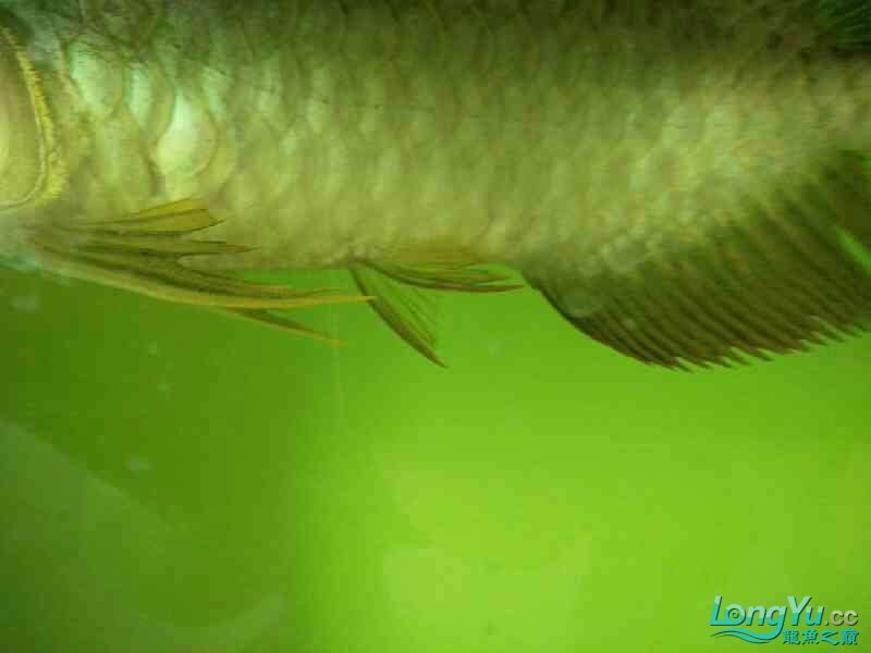 龍魚是否吃鼠魚（龍魚會捕食鼠魚嗎）