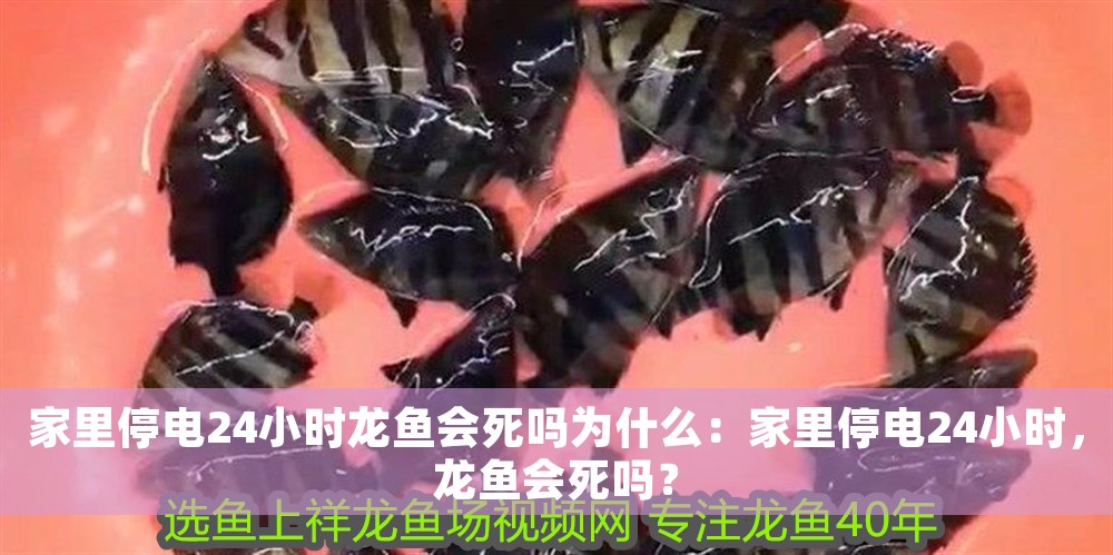 家里停電24小時龍魚會死嗎為什么:家里停電24小時,龍魚會死嗎? 龍魚百科 第1張 家里停電24小時龍魚會死嗎為什么:家里停電24小時,龍魚會死嗎? 家里停電24小時龍魚會死嗎為什么:家里停電24小時,龍魚會死嗎? 龍魚百科 第1張