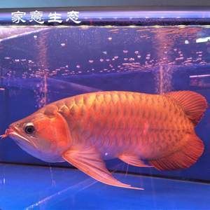 哪里有賣金龍魚魚苗的地方，如何購買金龍魚魚苗