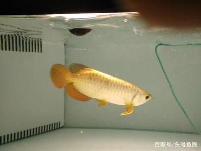 龍魚好養還是金魚好養：龍魚與金魚的養護難易程度，龍魚飼養環境布置技巧 龍魚好養還是金魚好養：龍魚與金魚的養護難易程度，龍魚飼養環境布置技巧 龍魚百科 第1張