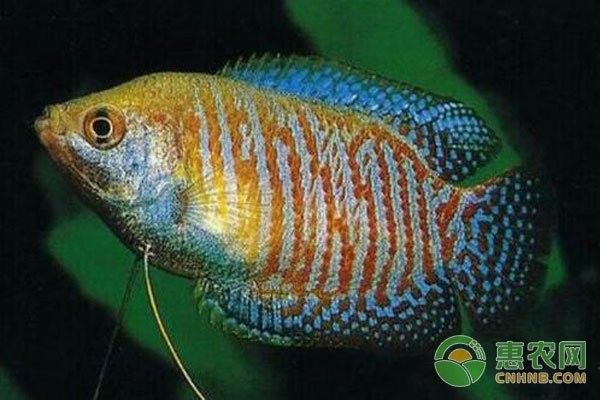 長得像曼龍魚的觀賞魚 長得像曼龍魚的觀賞魚 龍魚百科 第2張