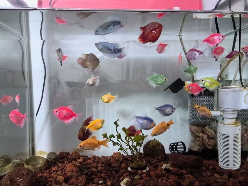 長得像曼龍魚的觀賞魚 長得像曼龍魚的觀賞魚 龍魚百科 第8張