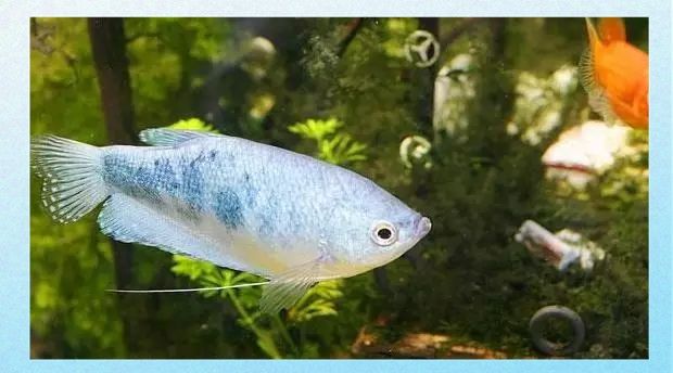 長得像曼龍魚的觀賞魚 長得像曼龍魚的觀賞魚 龍魚百科 第3張