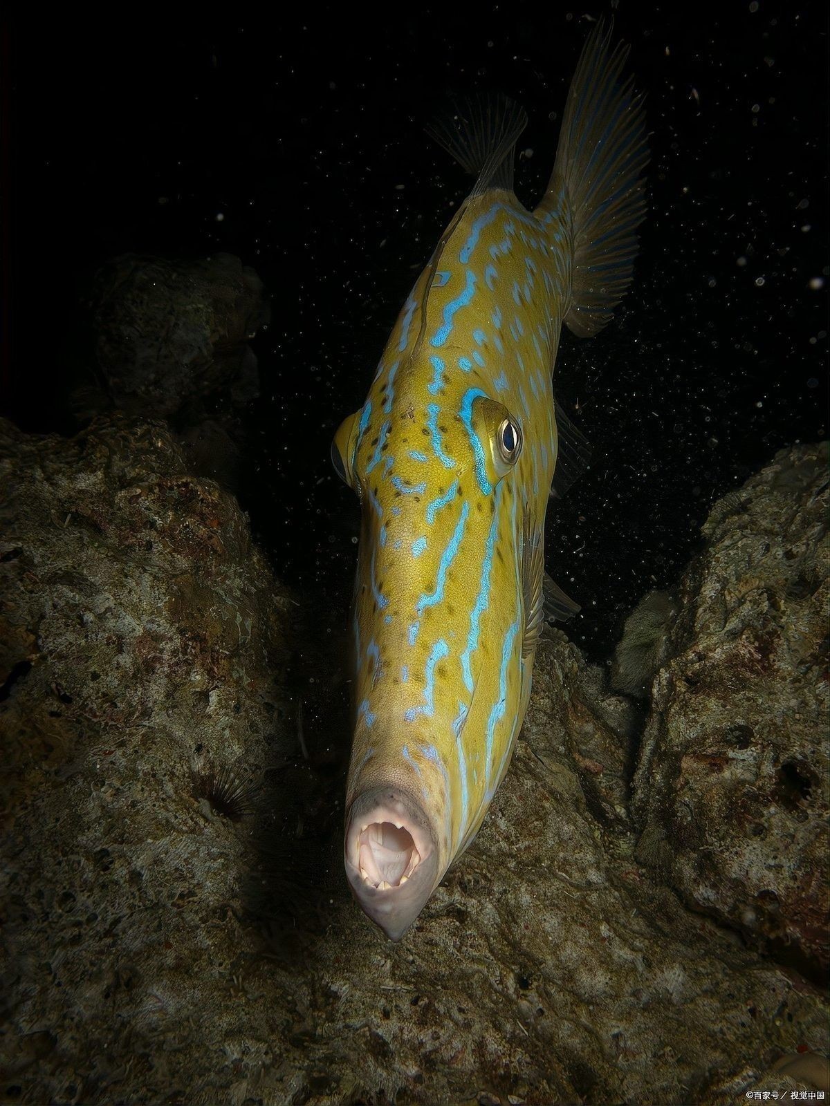 長得像曼龍魚的觀賞魚 長得像曼龍魚的觀賞魚 龍魚百科 第1張