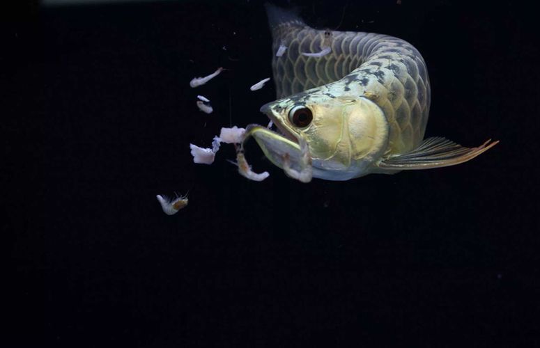 金龍魚的金質與其飼養環境和管理有著密切的關系，幫助您增加金質：怎么增加金龍魚的金質