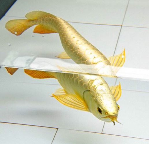 金龍魚的金質與其飼養環境和管理有著密切的關系，幫助您增加金質：怎么增加金龍魚的金質