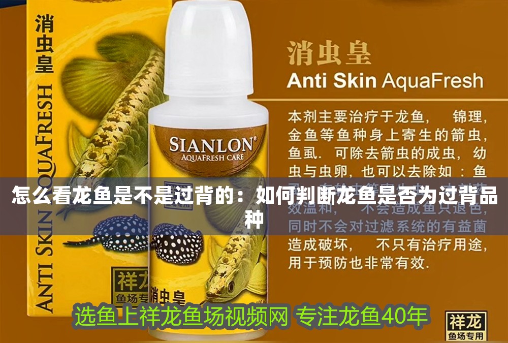 怎么看龍魚是不是過背的：如何判斷龍魚是否為過背品種