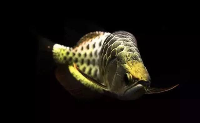 如何判斷恐龍魚運動不足：六角恐龍魚運動不足，如何判斷恐龍魚運動不足的方法 如何判斷恐龍魚運動不足：六角恐龍魚運動不足，如何判斷恐龍魚運動不足的方法 龍魚百科 第2張