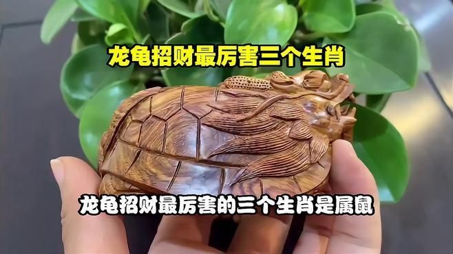 屬鼠的人適合佩戴龍龜嗎 龍魚百科 第2張 屬鼠的人適合佩戴龍龜嗎 屬鼠的人適合佩戴龍龜嗎 龍魚百科 第2張