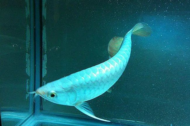白色的金龍魚價格多錢？ 白色的金龍魚價格多錢？ 龍魚百科 第7張