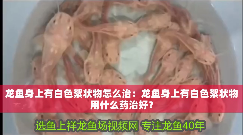 龍魚身上有白色絮狀物怎么治：龍魚身上有白色絮狀物用什么藥治好？