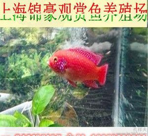 龍魚(yú)的壽命有多長(zhǎng)，能活多久？：養(yǎng)殖龍魚(yú)的生命周期受到多種因素影響龍魚(yú)的壽命有多長(zhǎng)