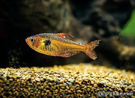 金龍魚眼睛白點會傳染嗎？