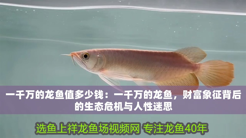 一千萬(wàn)的龍魚(yú)值多少錢(qián)：一千萬(wàn)的龍魚(yú)，財(cái)富象征背后的生態(tài)危機(jī)與人性迷思