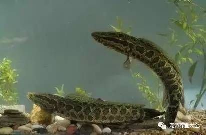 被龍魚咬了會不會感染狂犬病毒：被龍魚咬傷不會導致狂犬病毒感染但傷口的處理仍很重要