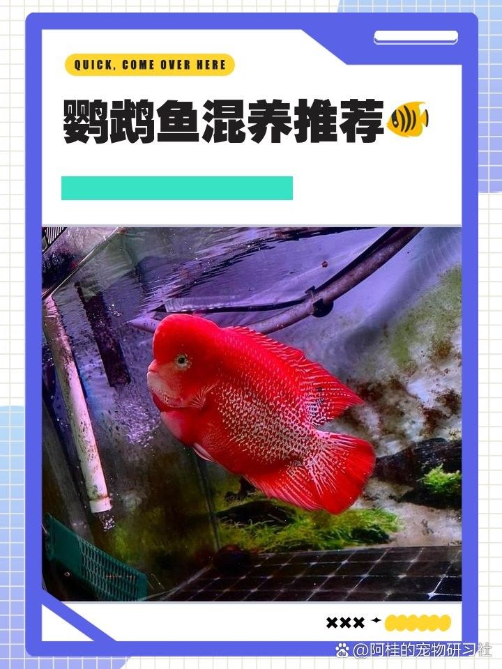 銀龍魚混養最佳搭配圖片大全圖解