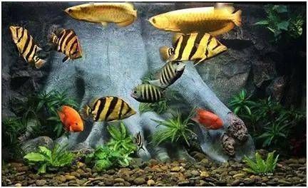 龍魚養(yǎng)幾條的寓意和象征風(fēng)水，龍魚在風(fēng)水學(xué)中具有辟邪、招財(cái)和鎮(zhèn)宅的寓意