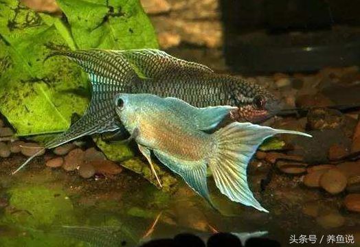 龍魚喂蛙的好處（龍魚喂蛙有哪些好處？）