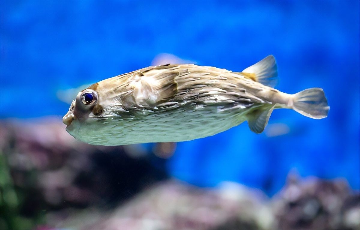 龍魚浮頭沉尾能自己恢復嗎？ 龍魚浮頭沉尾能自己恢復嗎？ 龍魚百科 第4張