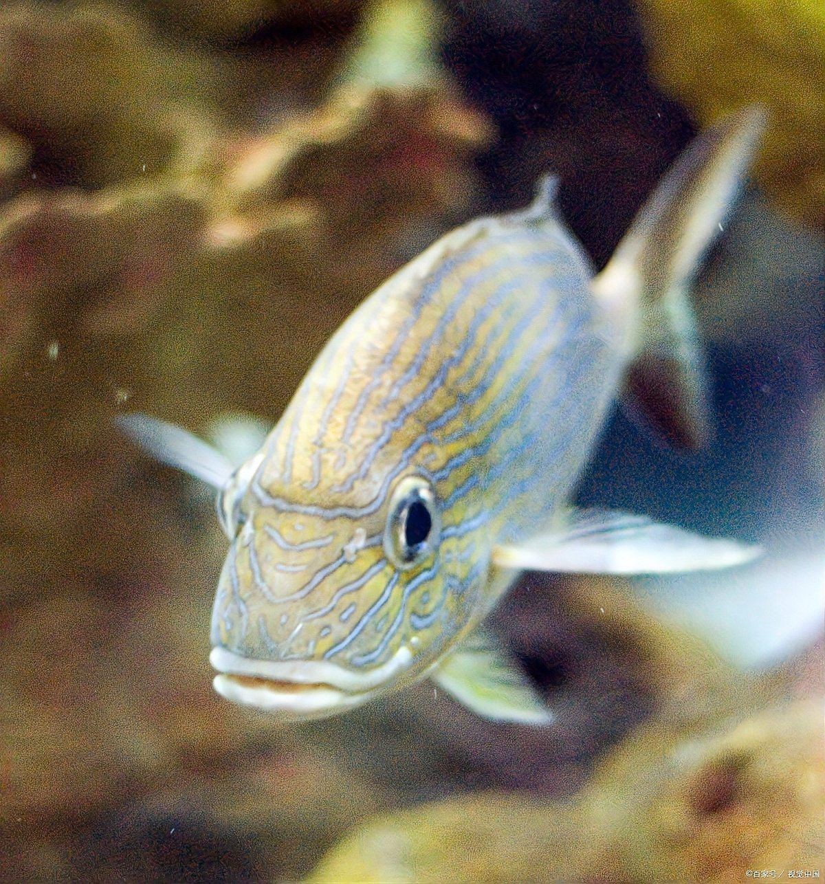 如何養好曼龍魚