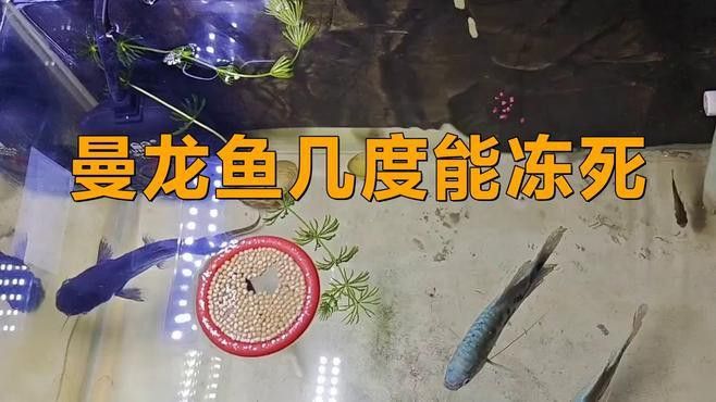 如何養好曼龍魚