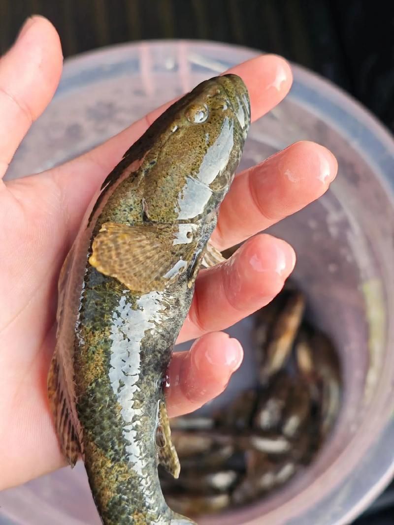 老虎魚圖片大全