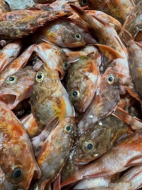 老虎魚圖片大全