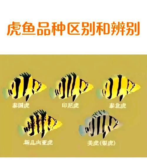 老虎魚圖片大全
