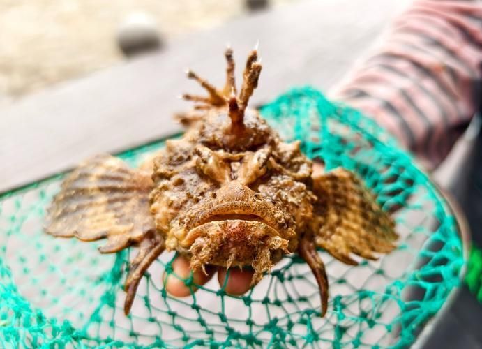 老虎魚圖片大全