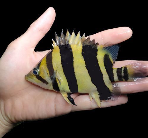 老虎魚圖片大全