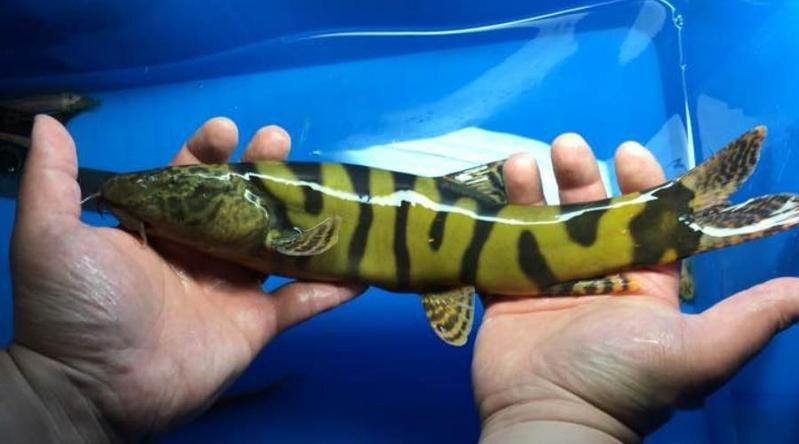 老虎魚圖片大全