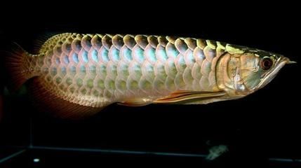 金龍魚吃活魚好嗎：金龍魚吃什么食物最好 金龍魚吃活魚好嗎：金龍魚吃什么食物最好 龍魚百科 第2張
