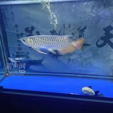 金龍魚吃活魚好嗎：金龍魚吃什么食物最好 金龍魚吃活魚好嗎：金龍魚吃什么食物最好 龍魚百科 第1張