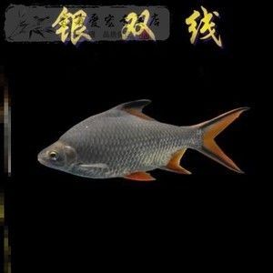 金龍魚吃活魚好嗎：金龍魚吃什么食物最好 金龍魚吃活魚好嗎：金龍魚吃什么食物最好 龍魚百科 第6張