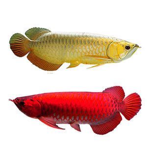 金龍魚吃活魚好嗎：金龍魚吃什么食物最好 金龍魚吃活魚好嗎：金龍魚吃什么食物最好 龍魚百科 第5張