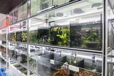 黃龍魚(yú)的養(yǎng)殖方法：黃龍魚(yú)怎么養(yǎng)殖，黃龍魚(yú)養(yǎng)殖方法包括以下幾個(gè)方面 黃龍魚(yú)的養(yǎng)殖方法：黃龍魚(yú)怎么養(yǎng)殖，黃龍魚(yú)養(yǎng)殖方法包括以下幾個(gè)方面 龍魚(yú)百科 第1張