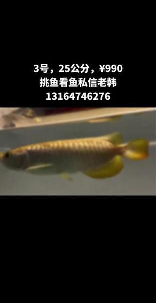 印尼龍魚和馬來西亞龍魚區(qū)別大嗎圖片