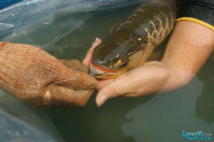 印尼龍魚和馬來西亞龍魚區(qū)別大嗎圖片