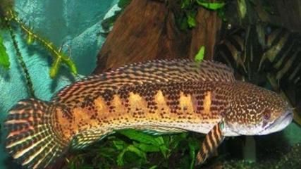 野生雷龍魚人可以吃嗎有毒嗎：野生雷龍魚人可以吃嗎