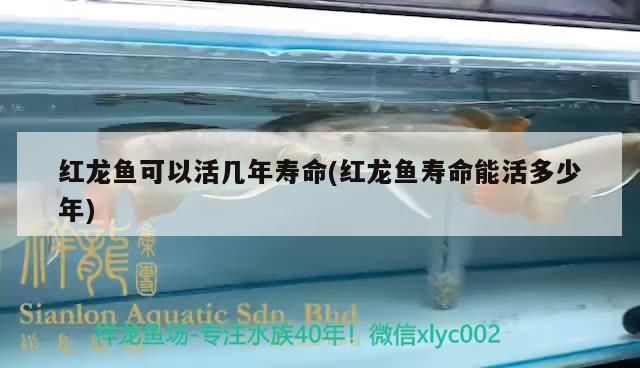 紅龍魚可以活幾年壽命(紅龍魚壽命能活多少年)