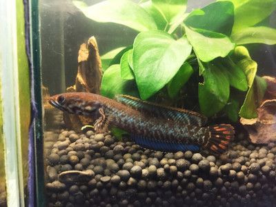 七彩雷龍可以和什么小型魚混養：七彩雷龍可以與一些小型魚混養嗎？