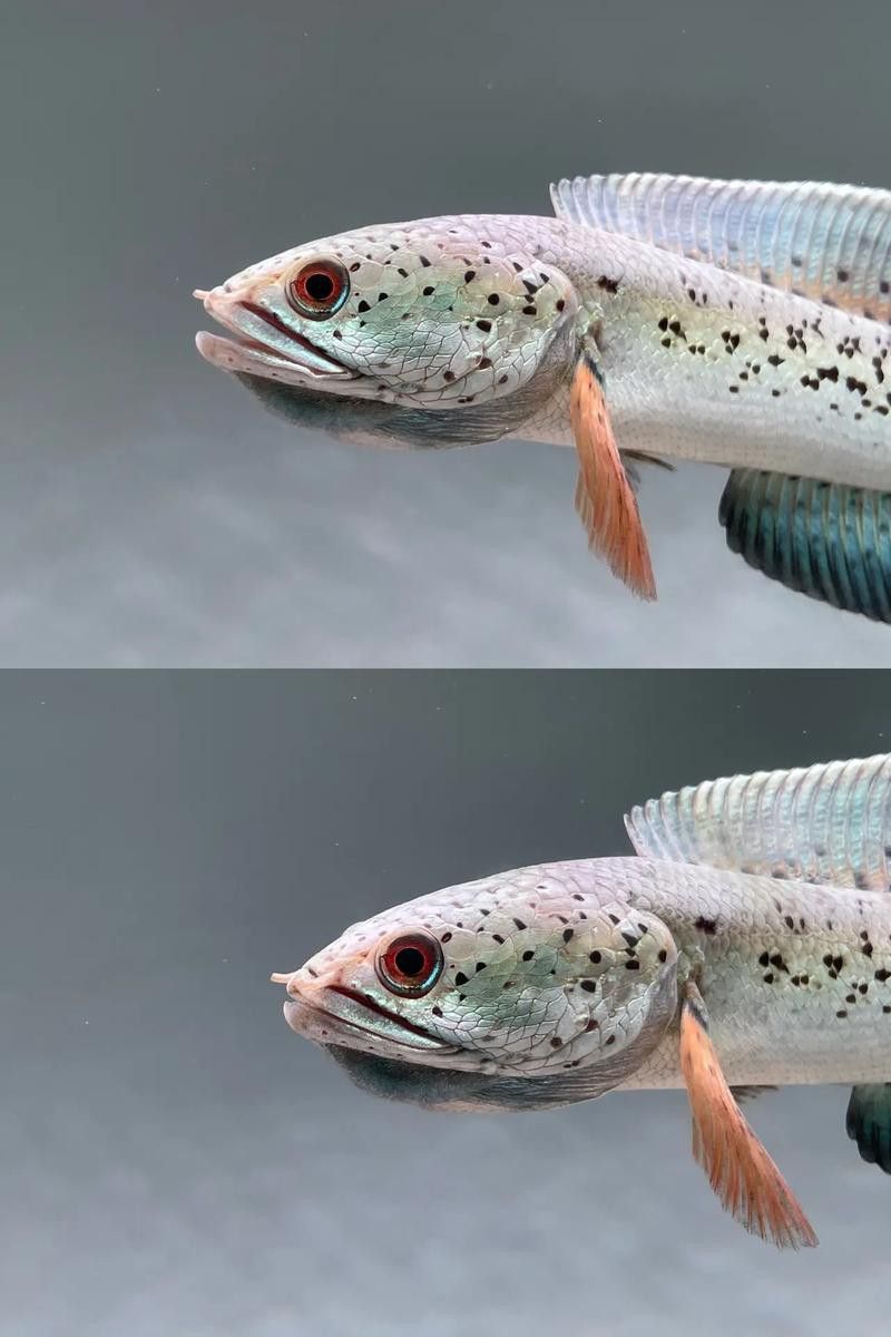 彩虹雷龍魚圖片高清壁紙