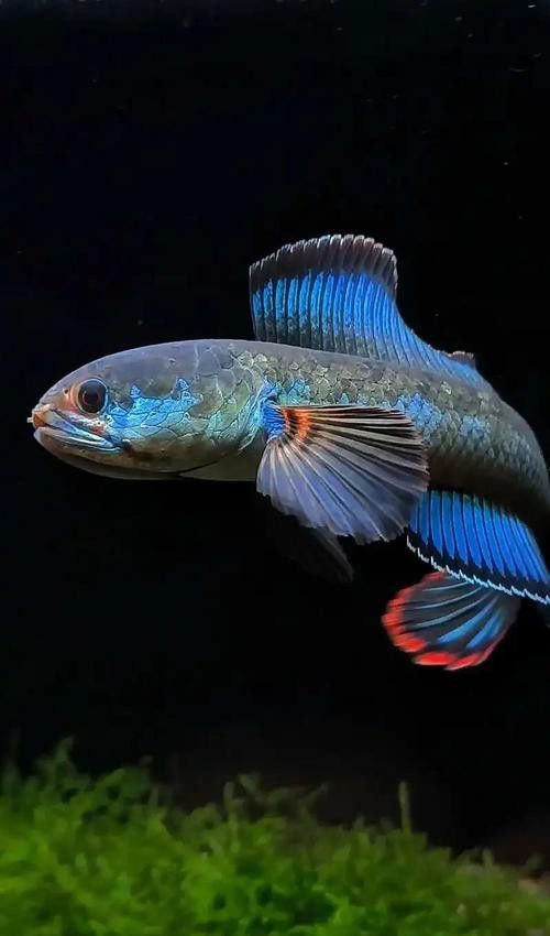 彩虹雷龍魚圖片高清壁紙