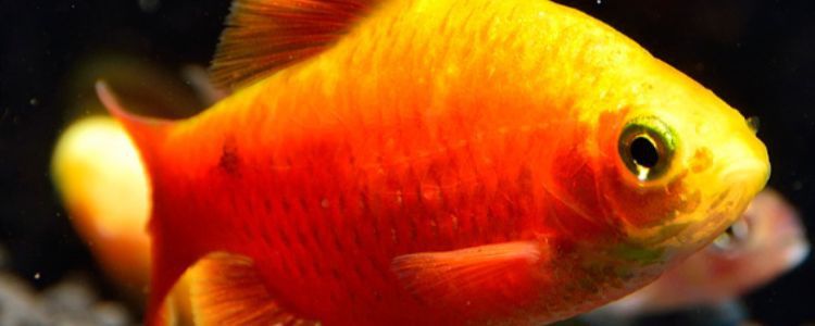 金元寶魚能耐10度低溫嗎