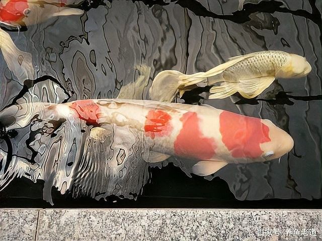 銀龍魚吃錦鯉嗎