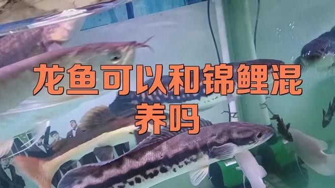 銀龍魚吃錦鯉嗎